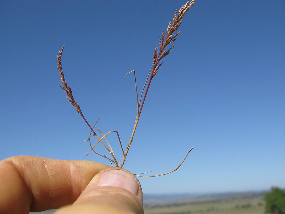 Catapodium rigidum (Fern-grass)