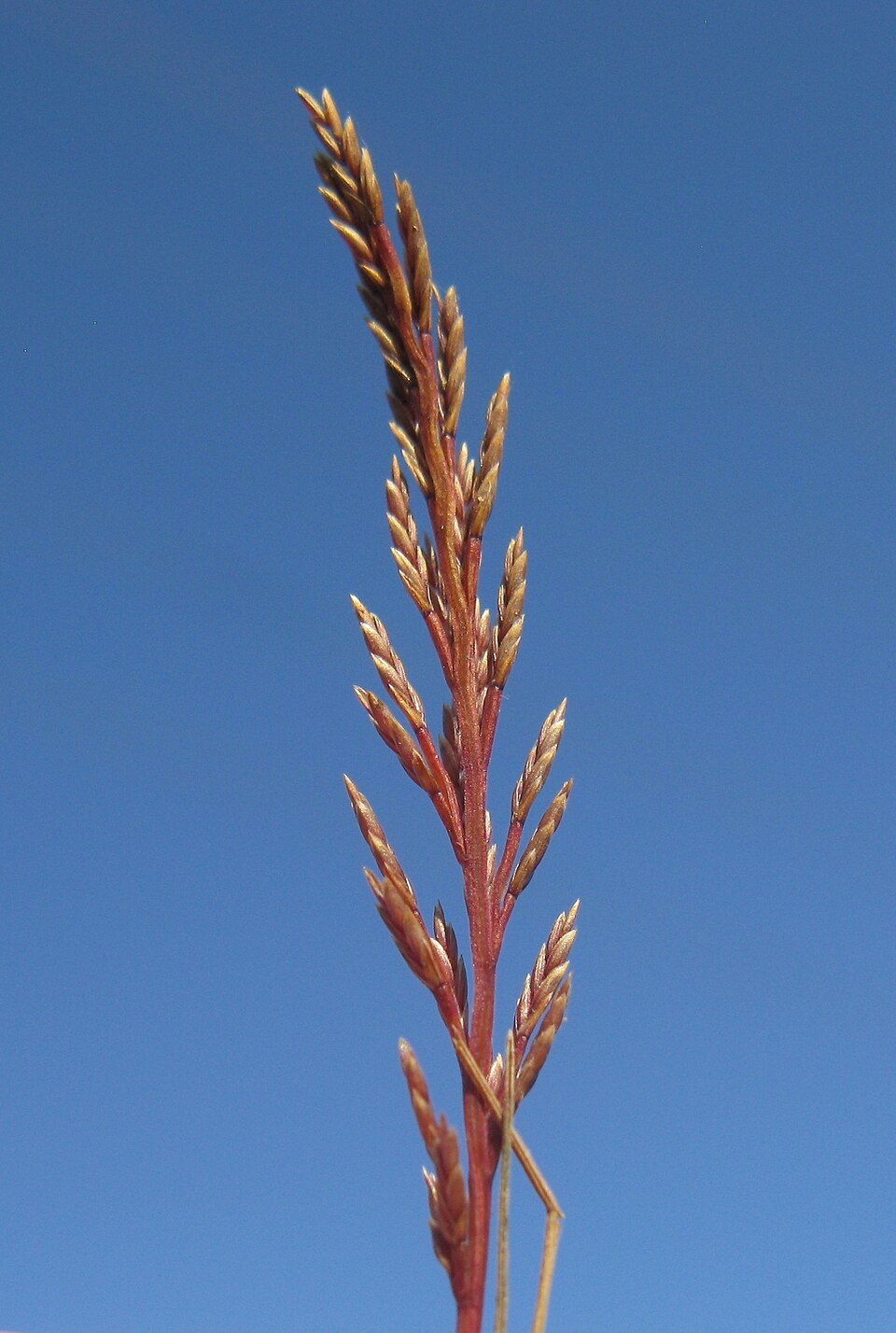 Catapodium rigidum (Fern-grass)