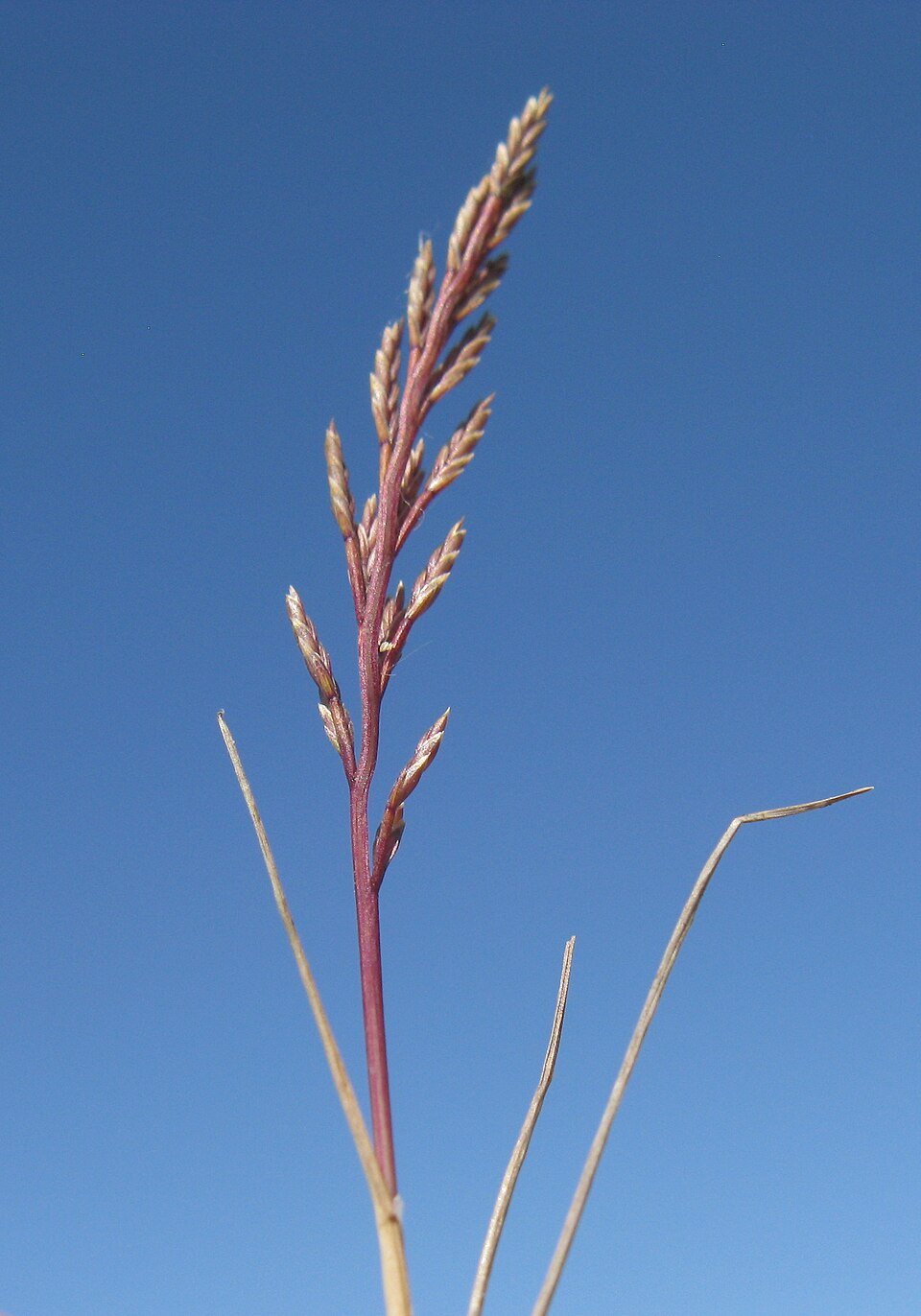 Catapodium rigidum (Fern-grass)
