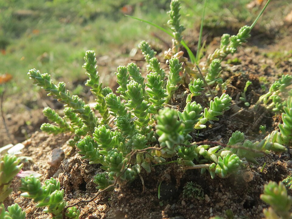 Sedum acre (Biting Stonecrop)
