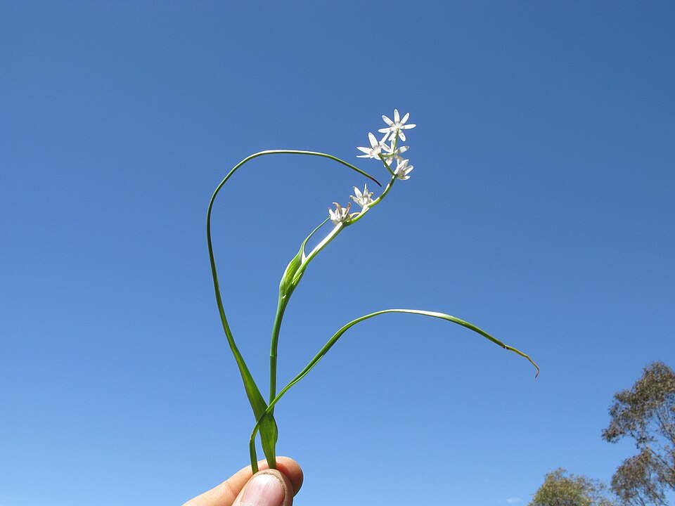 Wurmbea dioica (Early Nancy) (alternate view 4)
