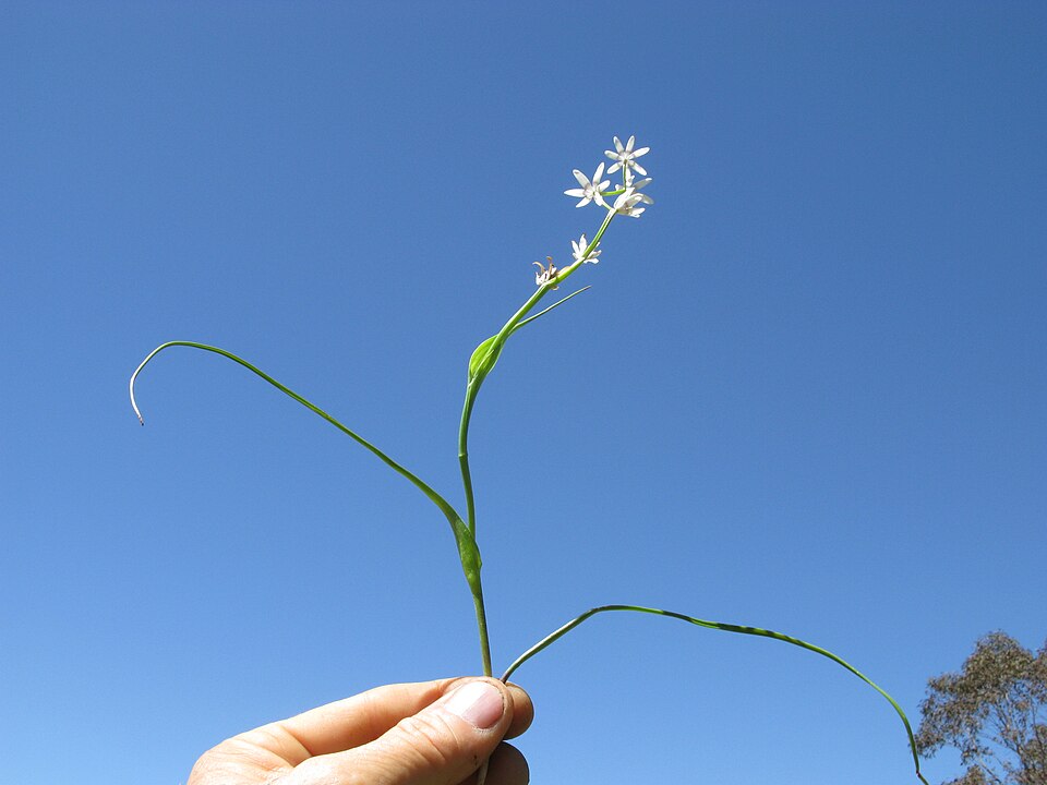 Wurmbea dioica (Early Nancy) (alternate view 5)