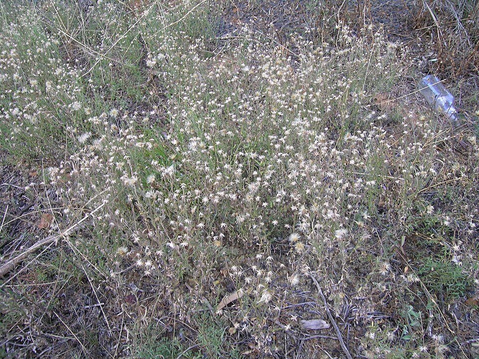 Vittadinia cuneata (Purple Fuzzweed) (alternate view 8)