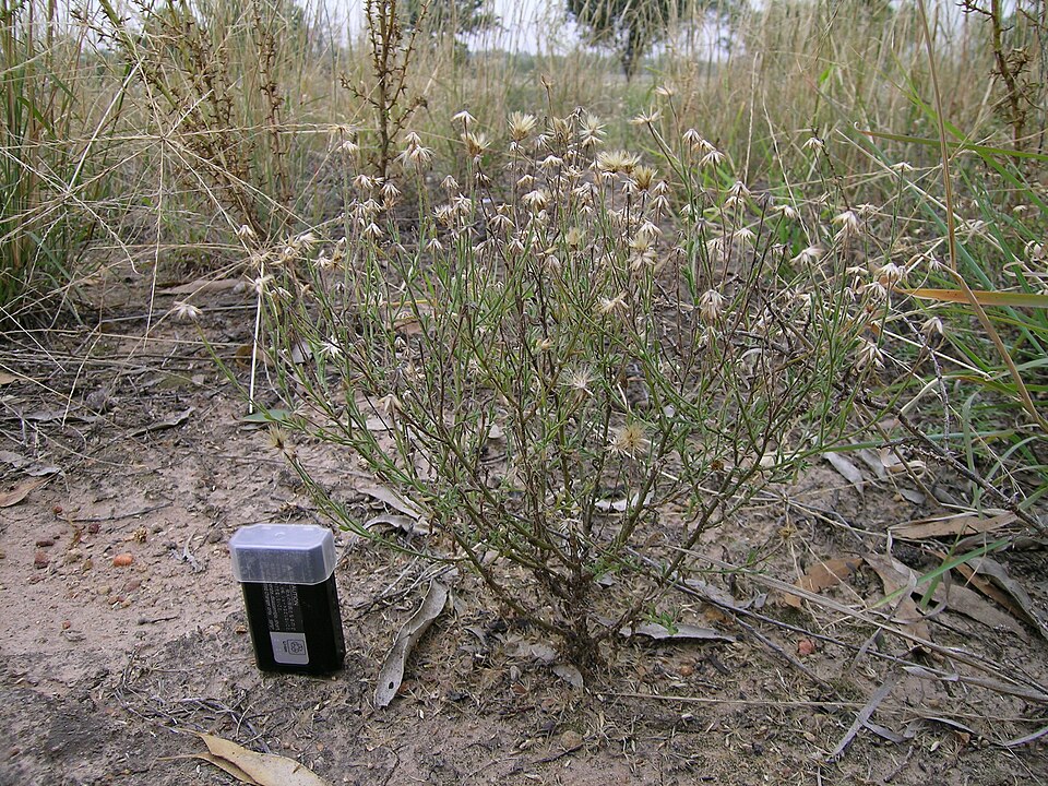 Vittadinia cuneata (Purple Fuzzweed) (alternate view 9)