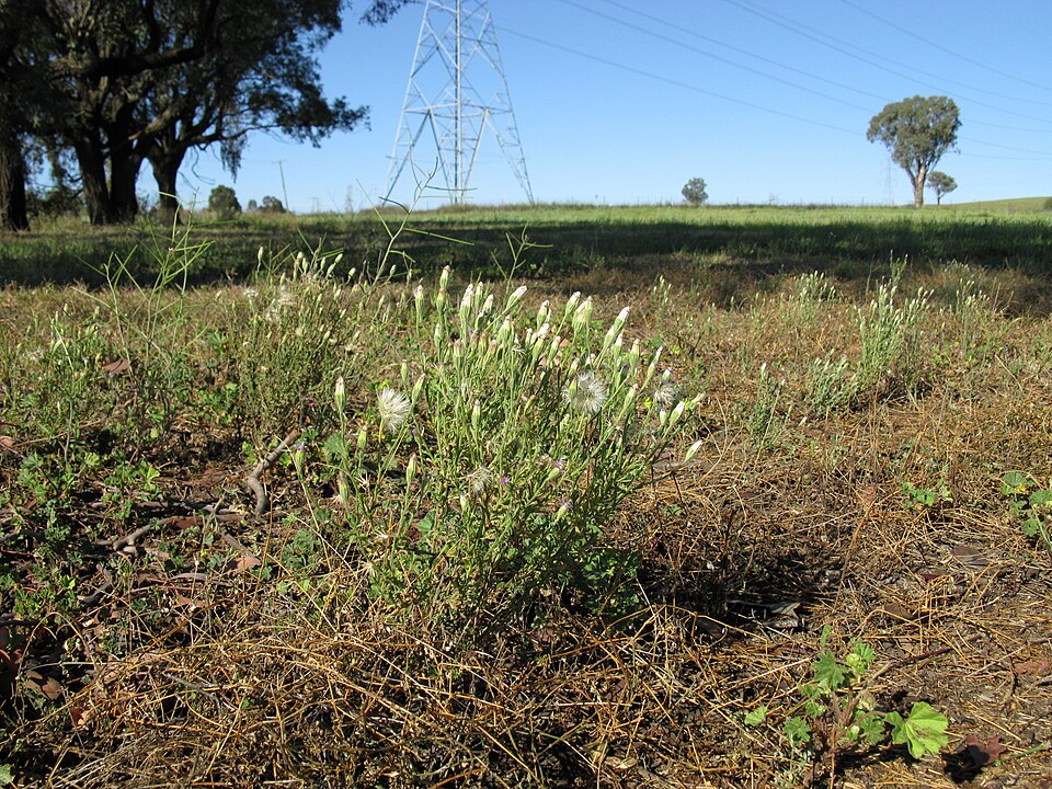 Vittadinia cuneata (Purple Fuzzweed) (alternate view 10)