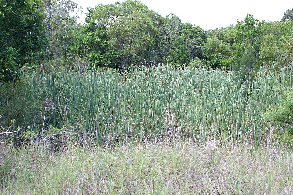 Typha orientalis (Oriental Cattail) (alternate view 10)