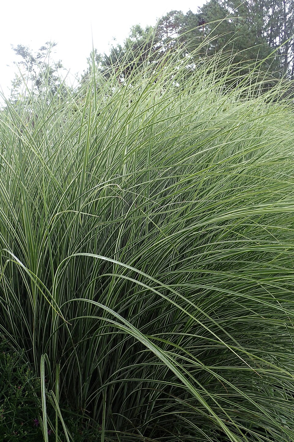 Miscanthus sinensis 'Morning Light' (Morning Light Maiden Grass) (alternate view 2)