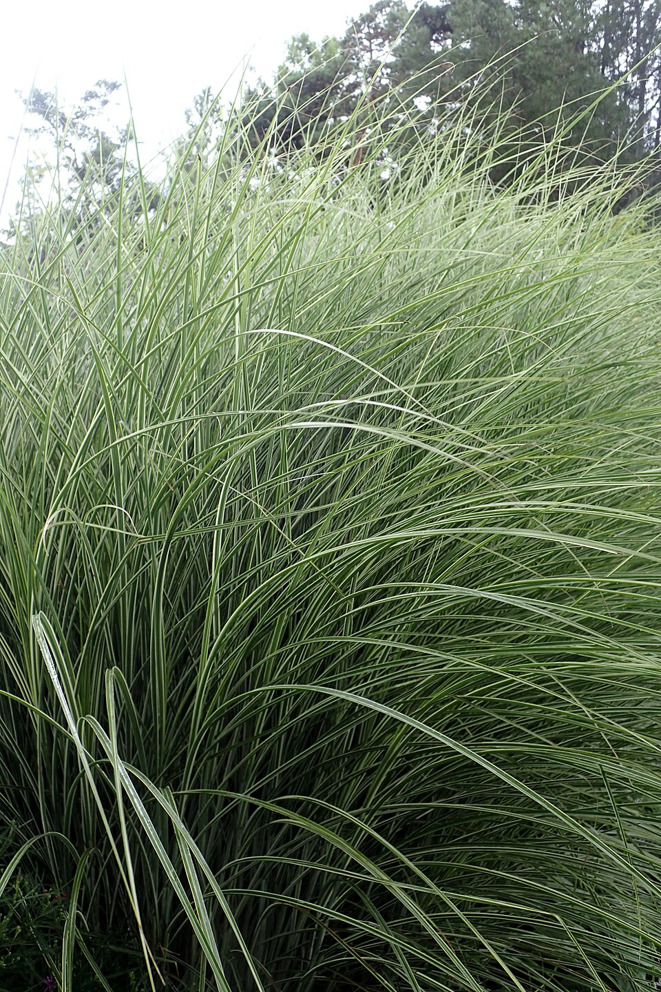 Miscanthus sinensis 'Morning Light' (Morning Light Maiden Grass) (alternate view 3)