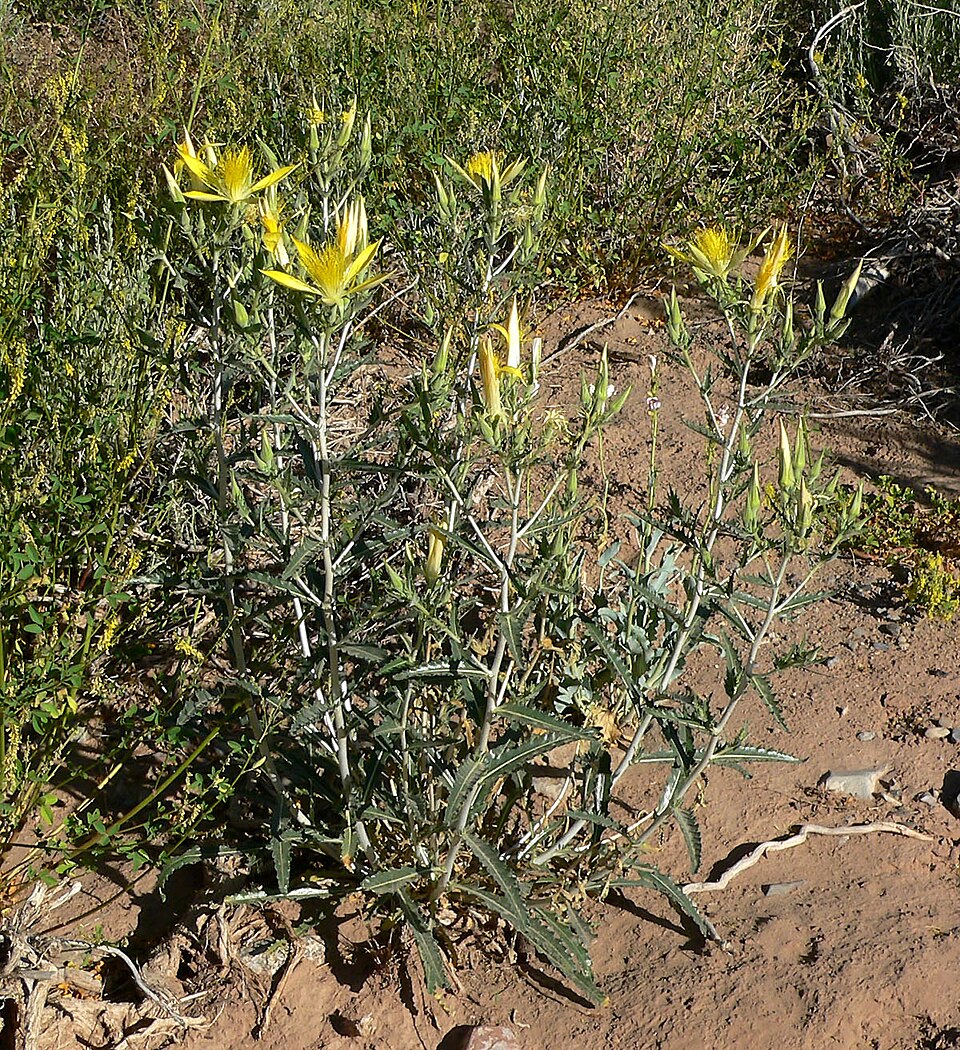 Mentzelia laevicaulis (Giant Blazingstar) (alternate view 7)