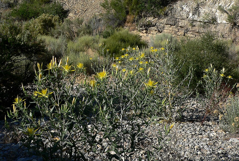 Mentzelia laevicaulis (Giant Blazingstar) (alternate view 8)