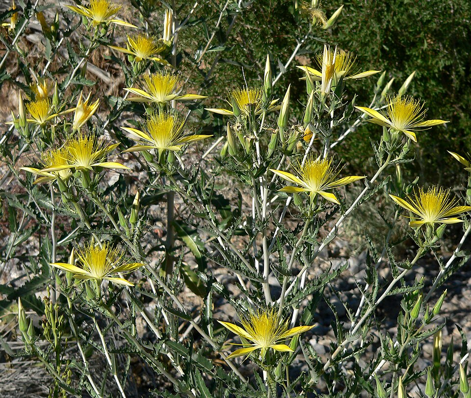 Mentzelia laevicaulis (Giant Blazingstar) (alternate view 9)