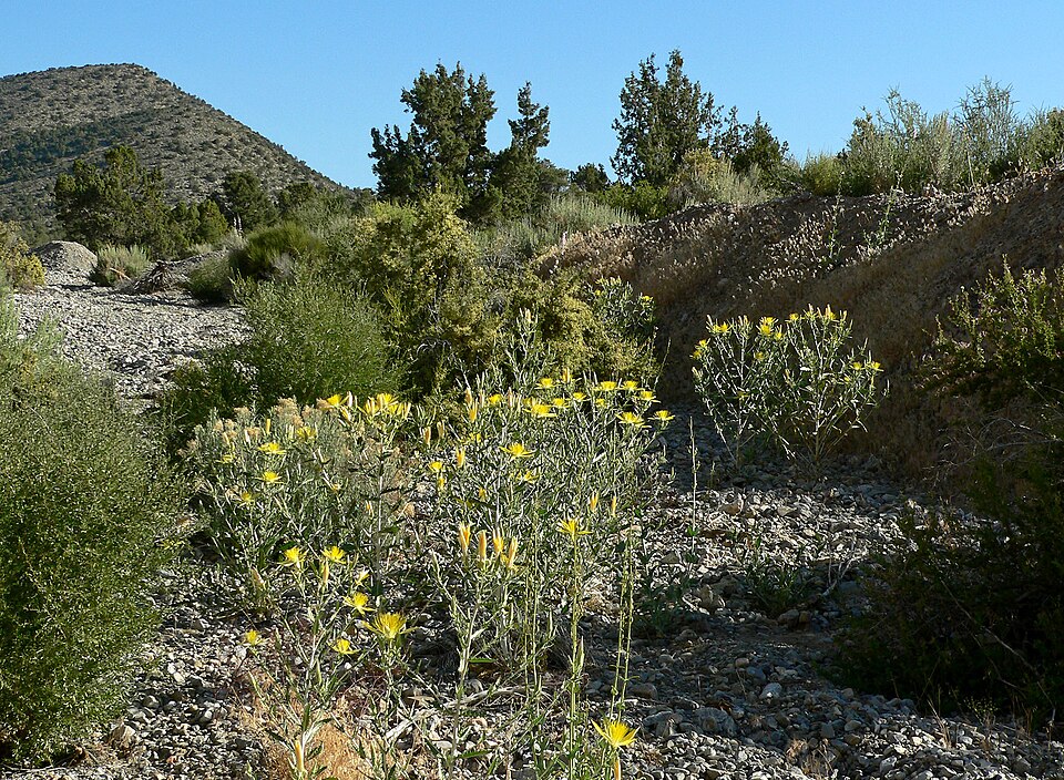 Mentzelia laevicaulis (Giant Blazingstar) (alternate view 10)