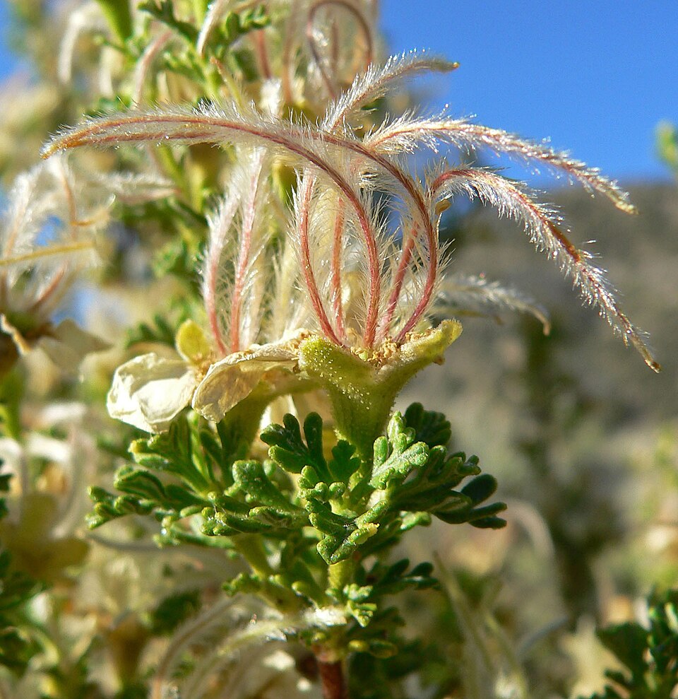 Purshia stansburyana (Stansbury's Cliffrose) (alternate view 7)
