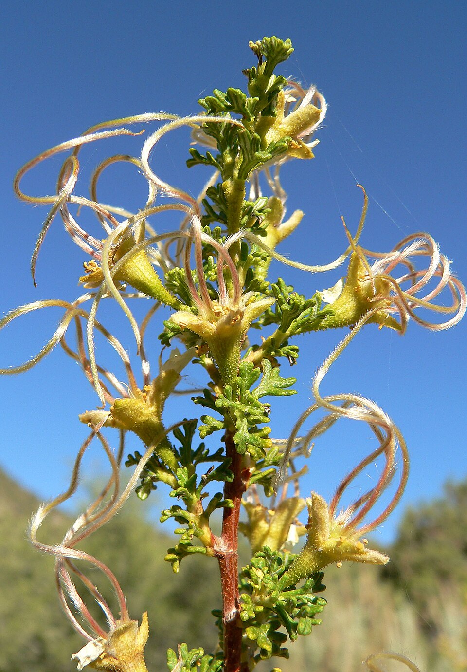 Purshia stansburyana (Stansbury's Cliffrose) (alternate view 8)