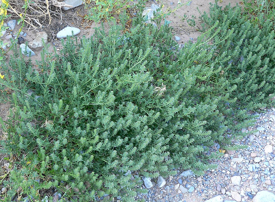 Verbena bracteata (Bigbract Verbena) (alternate view 4)