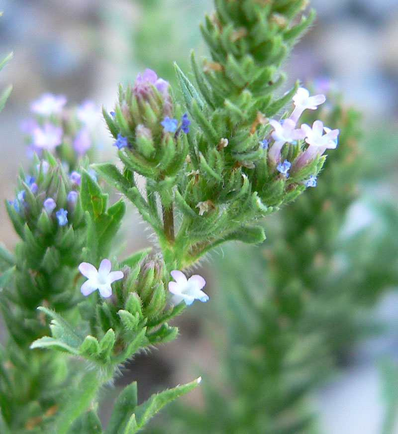 Verbena bracteata (Bigbract Verbena) (alternate view 6)