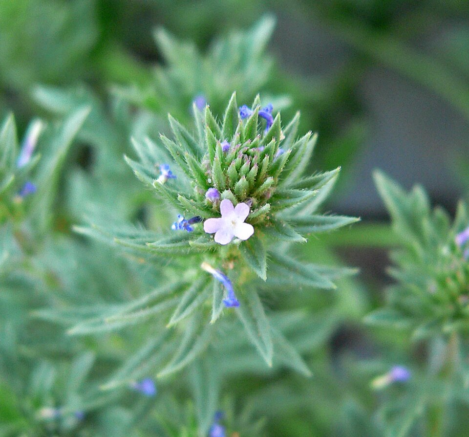 Verbena bracteata (Bigbract Verbena) (alternate view 7)