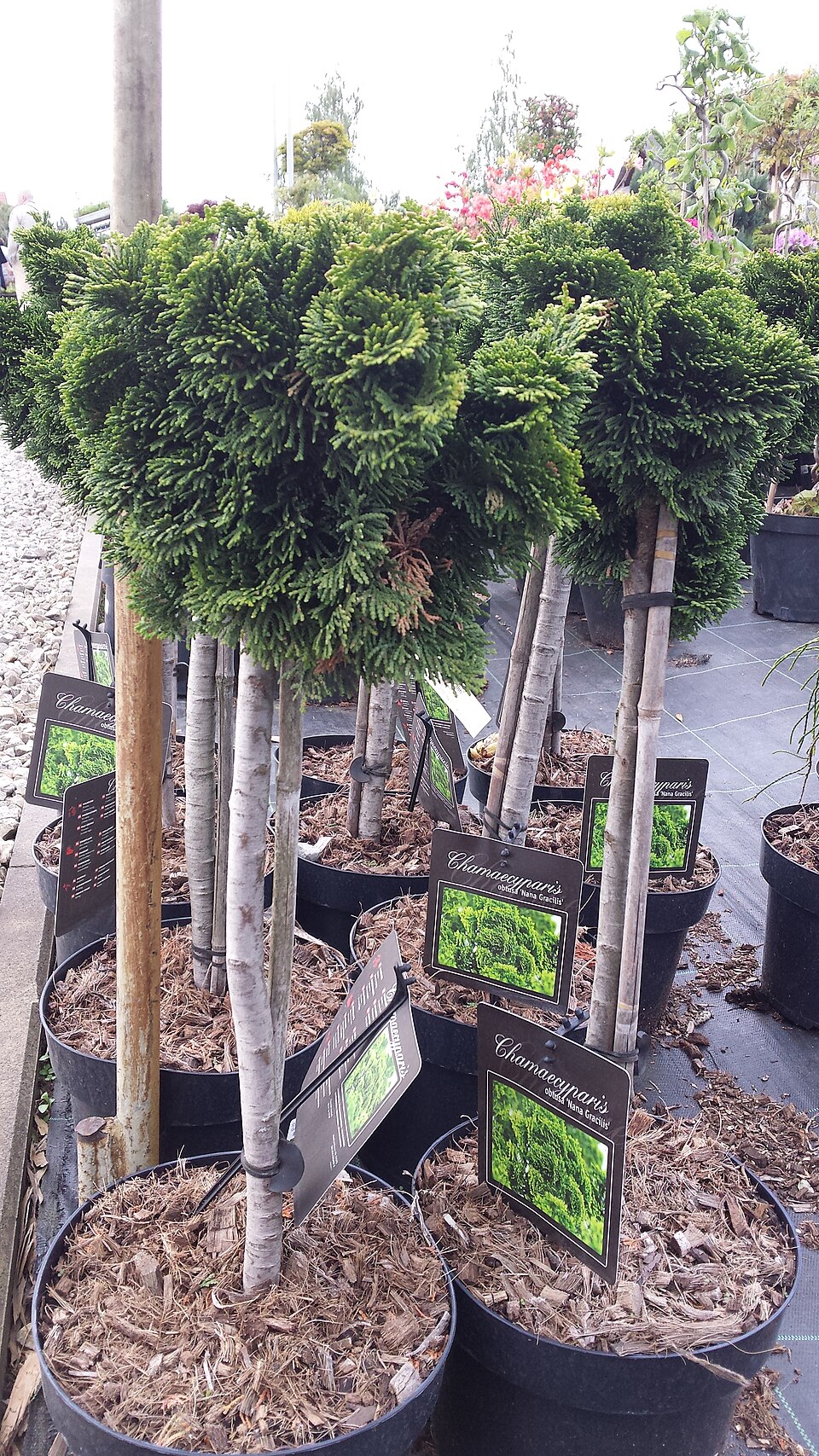 Chamaecyparis obtusa 'Nana Gracilis' (Dwarf Hinoki Cypress) (alternate view 5)