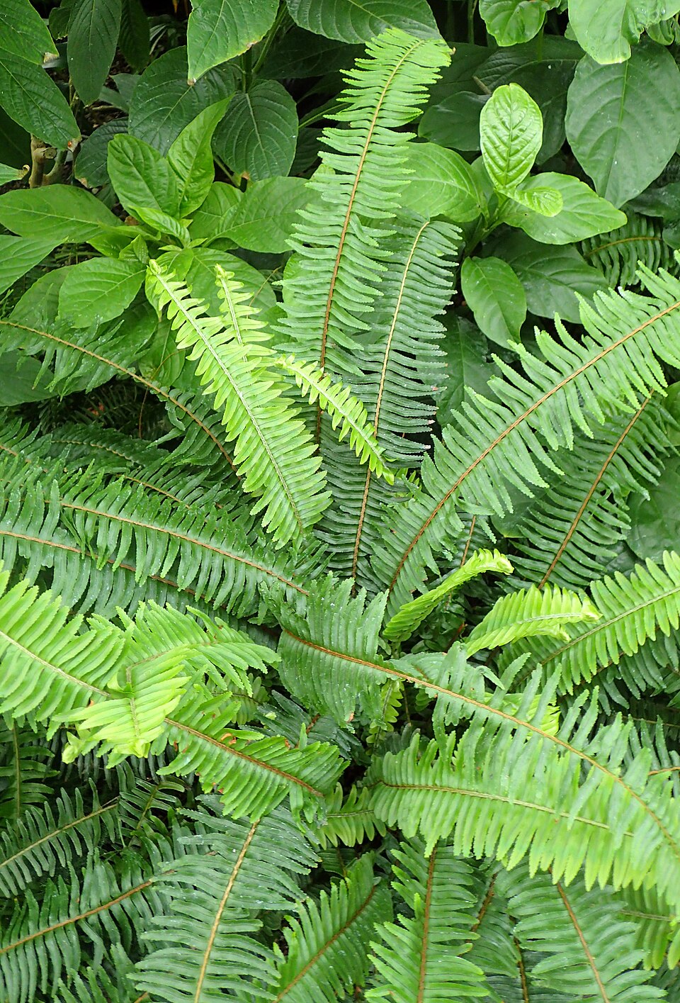 Nephrolepis obliterata (Kimberley Queen Fern)