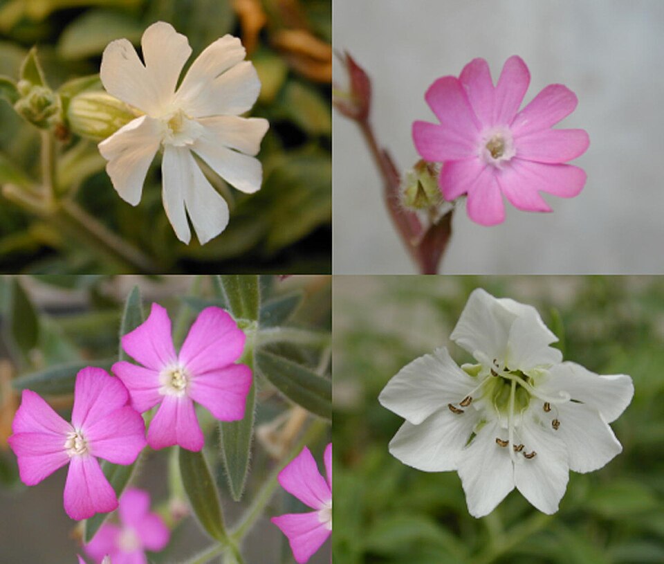 Silene dioica (red campion)