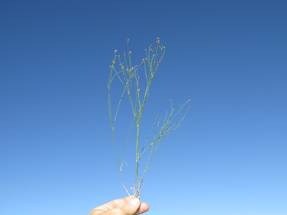 Tricoryne elatior (yellow rush-lily) (alternate view 2)