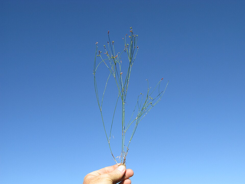 Tricoryne elatior (yellow rush-lily) (alternate view 3)