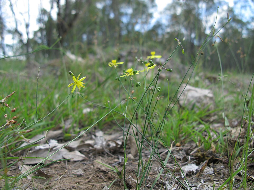 Tricoryne elatior (yellow rush-lily) (alternate view 4)
