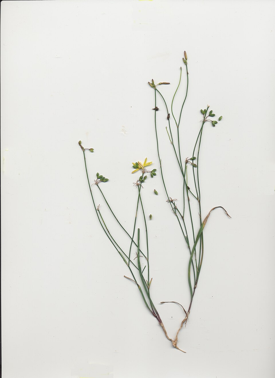 Tricoryne elatior (yellow rush-lily) (alternate view 5)