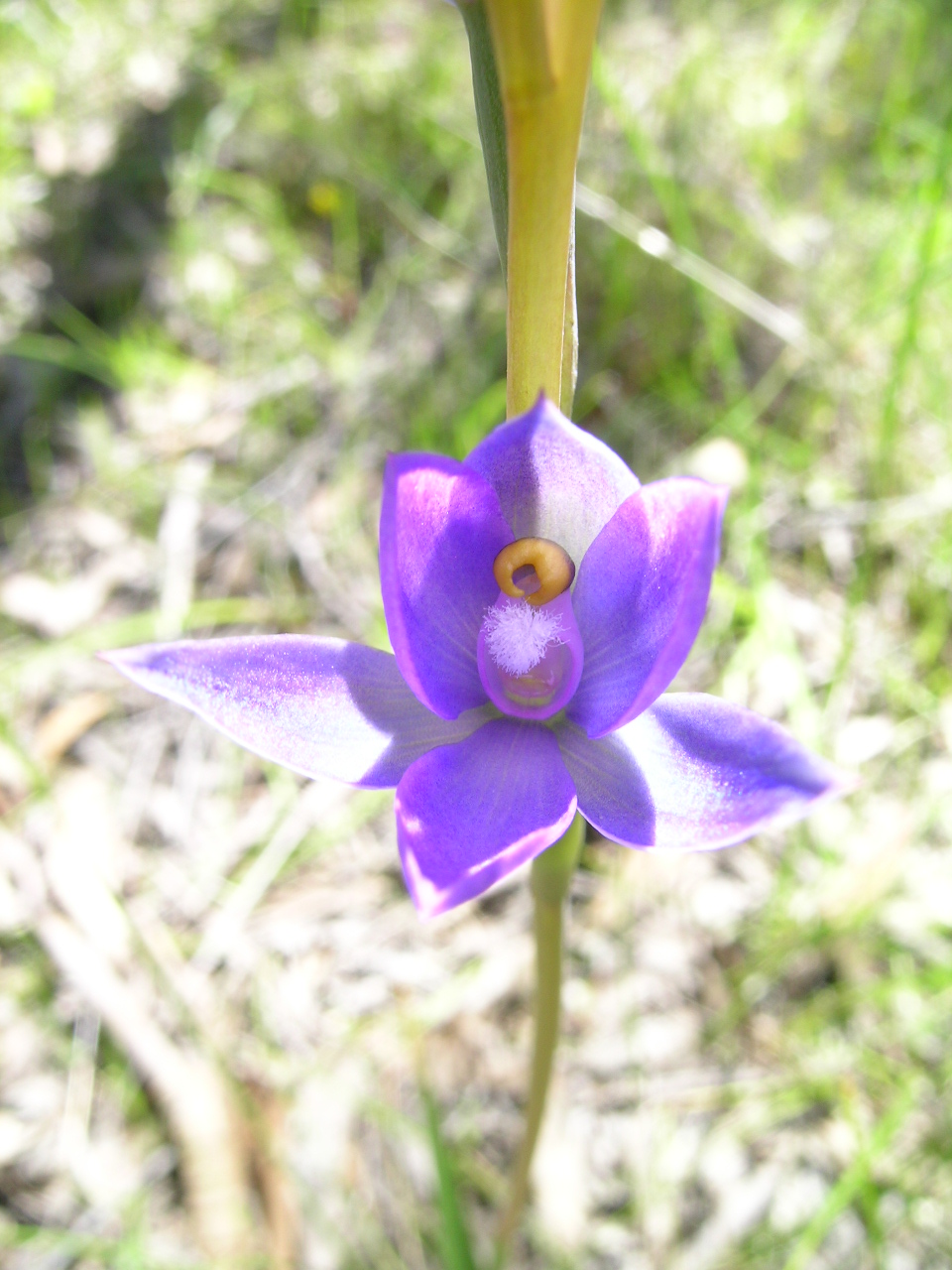 Thelymitra megacalyptra (plains sun orchid) (alternate view 7)