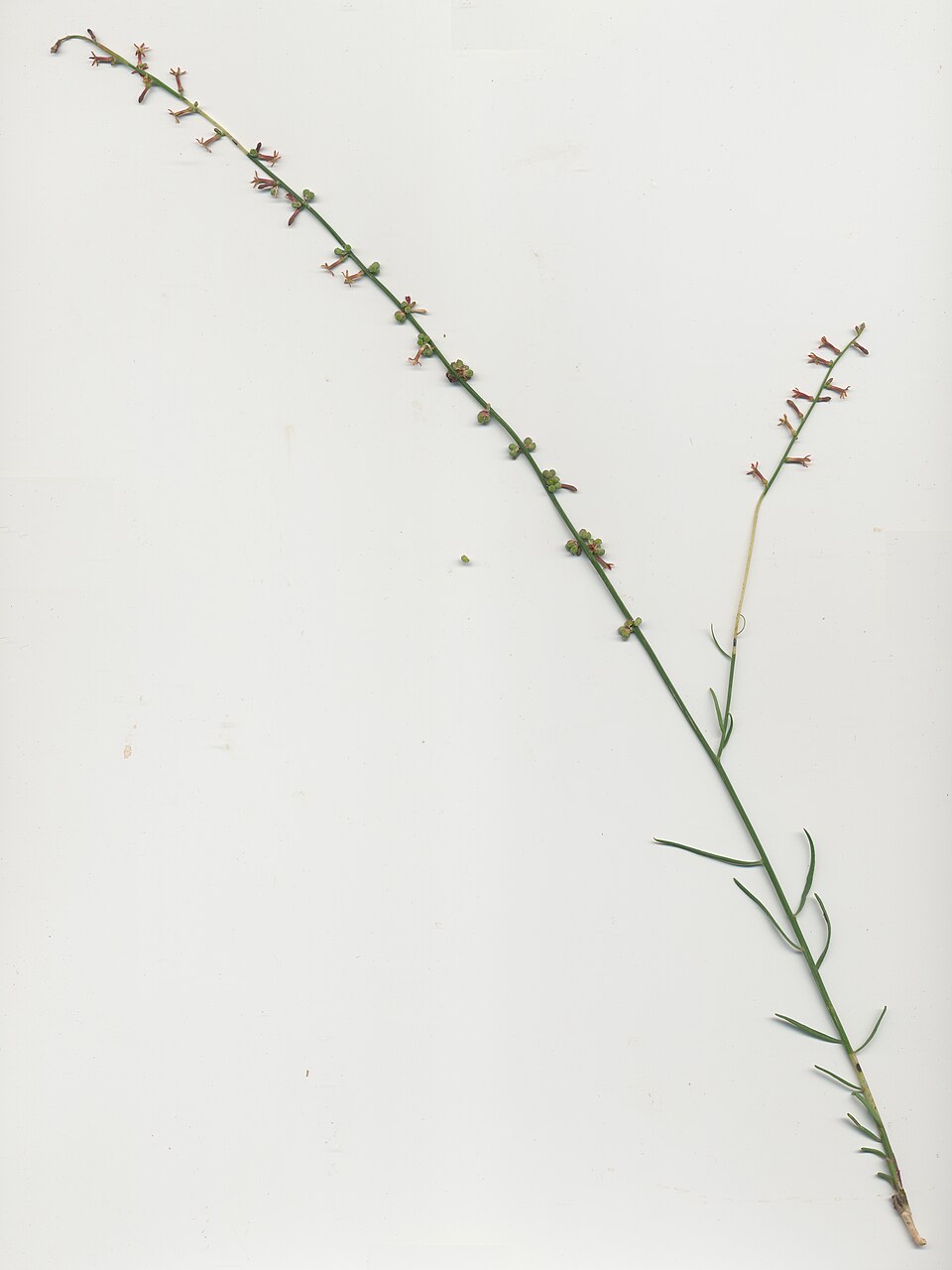Stackhousia viminea (Yellow Stackhousia) (alternate view 10)