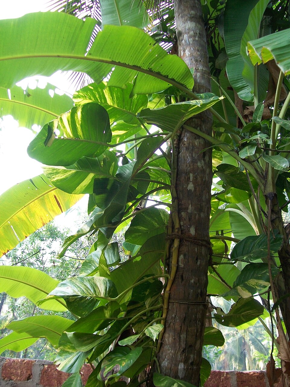 Epipremnum aureum (Golden Pothos) (alternate view 9)