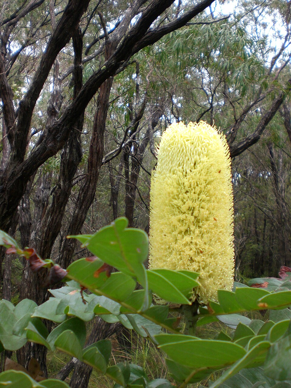 Banksia grandis (Giant Banksia) (alternate view 4)