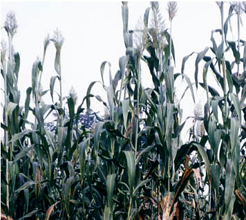 Sorghum bicolor (Sorghums) (alternate view 3)