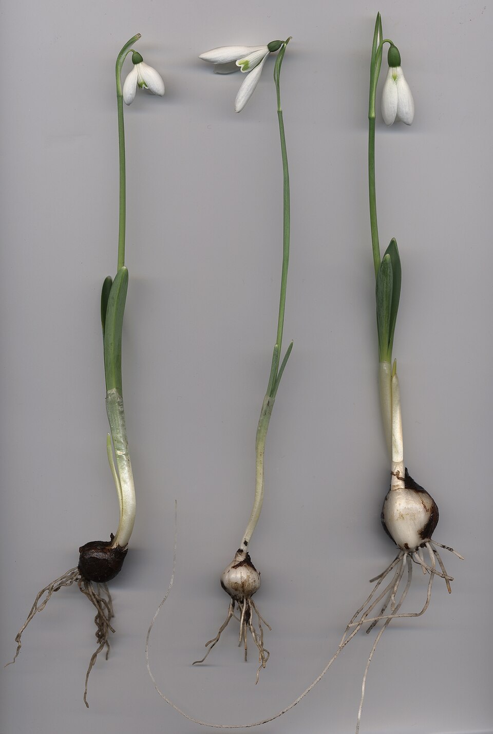 Galanthus elwesii (Giant Snowdrop) (alternate view 6)