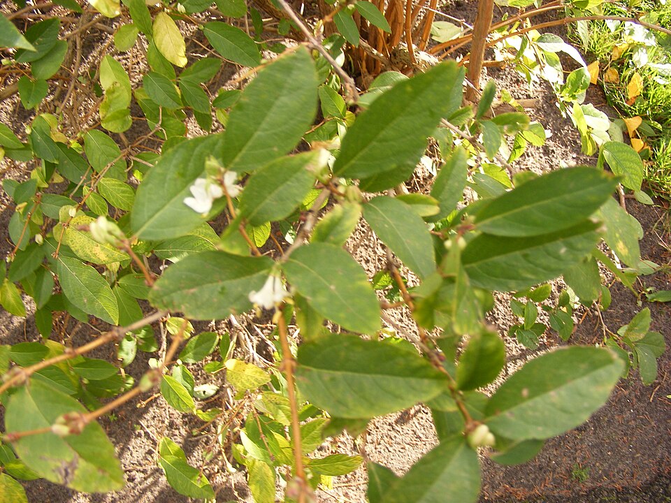 Lonicera fragrantissima (Winter honeysuckle) (alternate view 6)