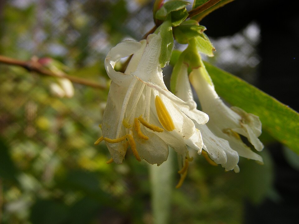 Lonicera fragrantissima (Winter honeysuckle) (alternate view 7)