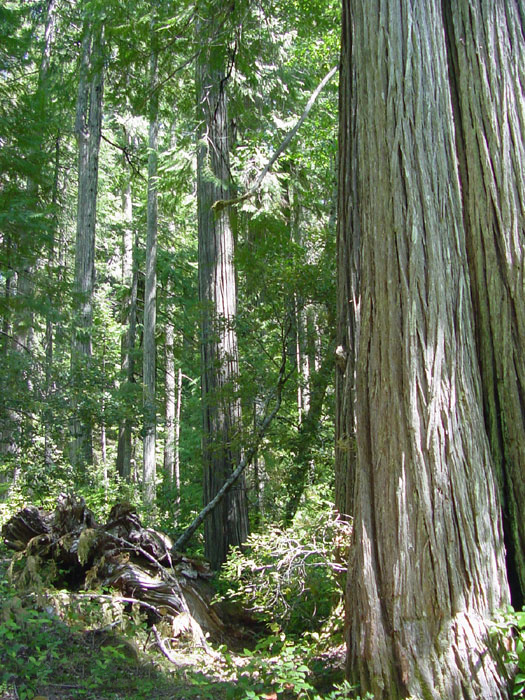 Chamaecyparis lawsoniana (Lawson Cypress) (alternate view 6)