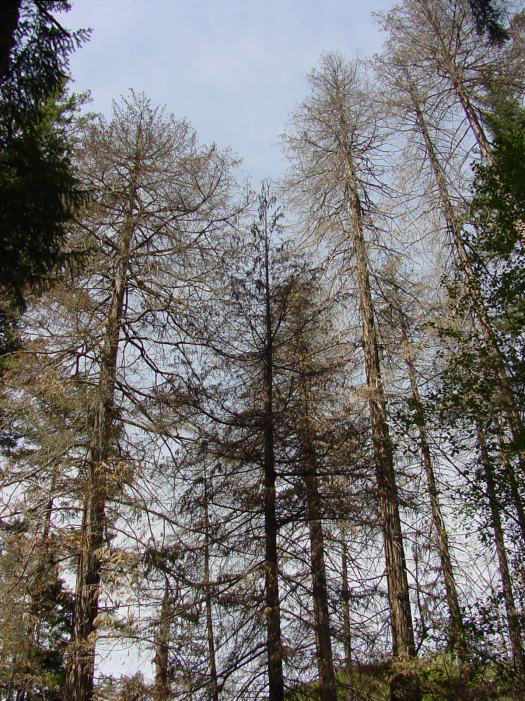 Chamaecyparis lawsoniana (Lawson Cypress) (alternate view 7)
