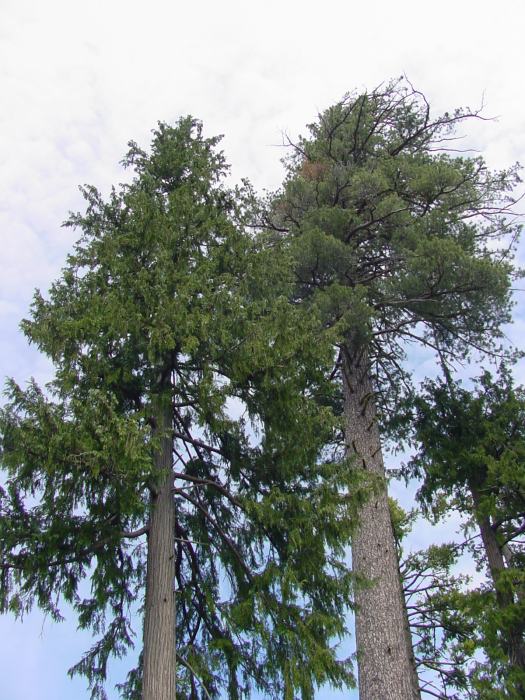 Chamaecyparis lawsoniana (Lawson Cypress) (alternate view 8)