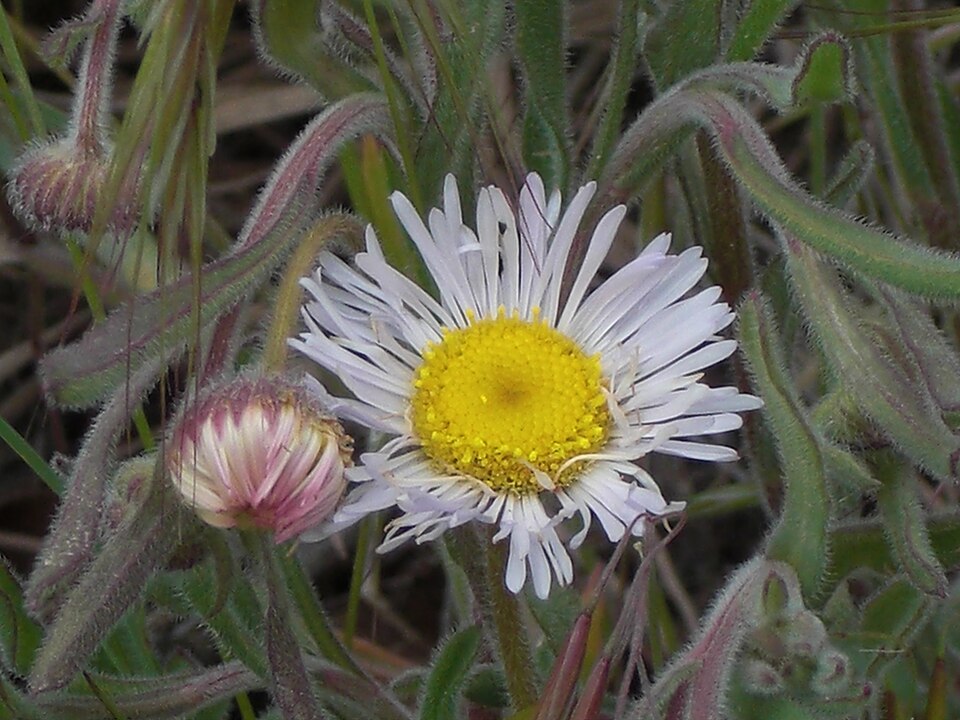 Erigeron divergens (spreading fleabane) (alternate view 4)