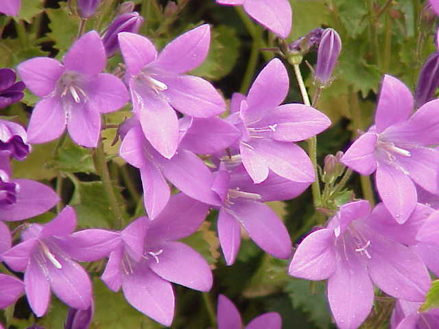 Campanula portenschlagiana (Dalmatian Bellflower) (alternate view 6)