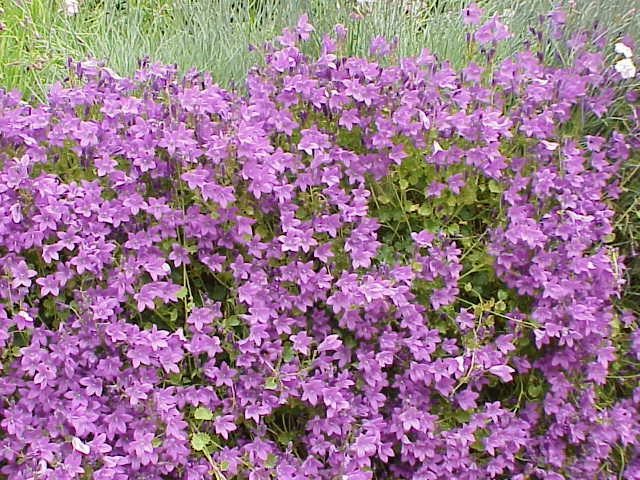 Campanula portenschlagiana (Dalmatian Bellflower) (alternate view 7)