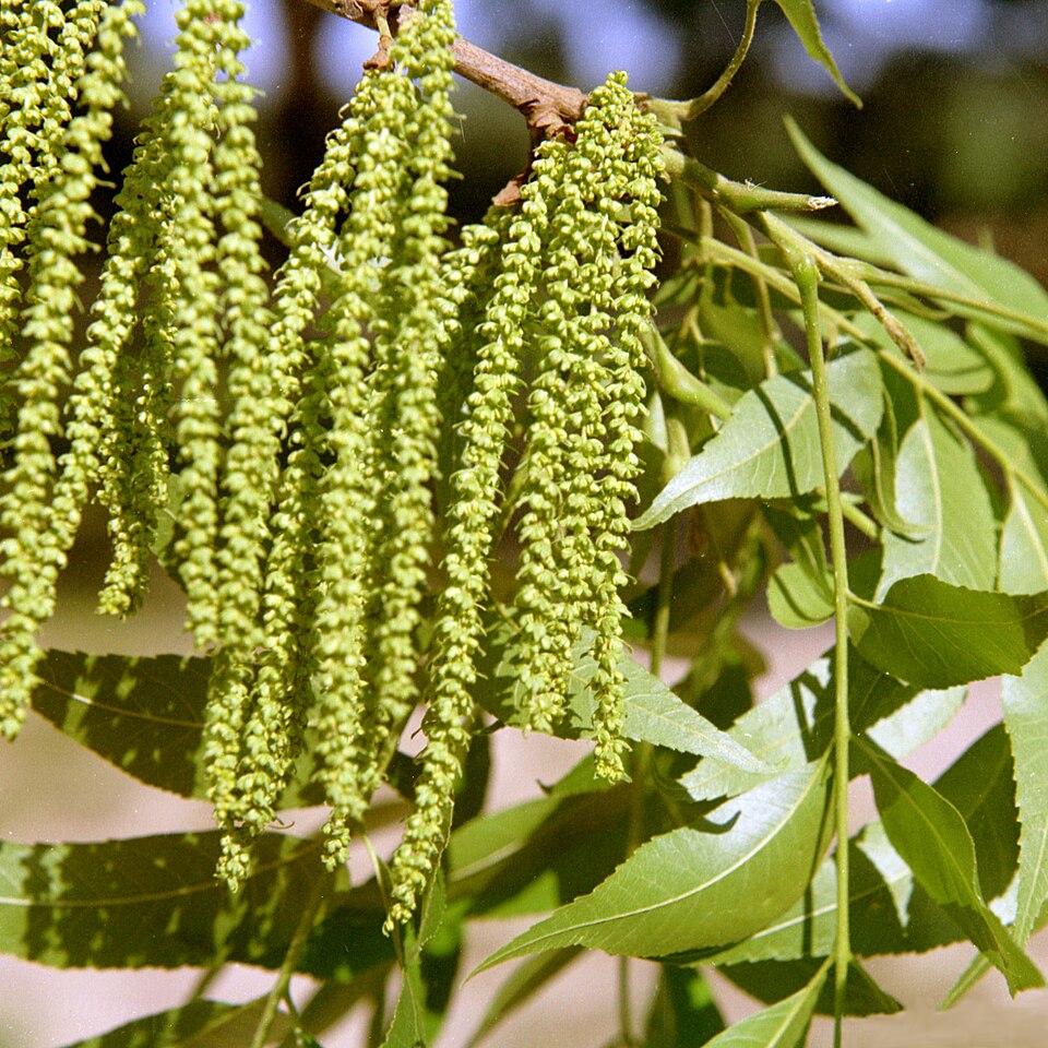 Carya illinoinensis (pecan)