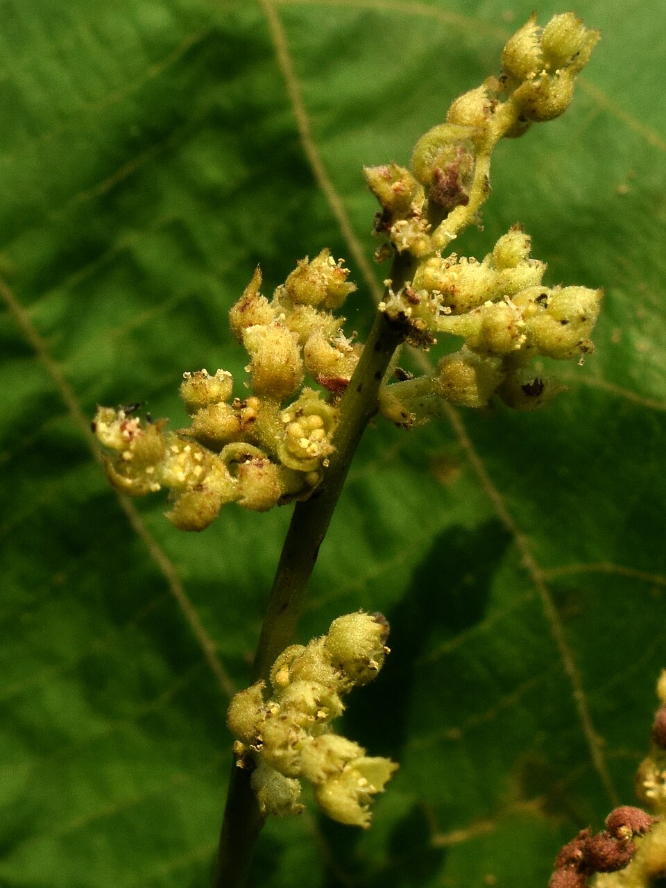 Macaranga tanarius (Elephant's Ear)