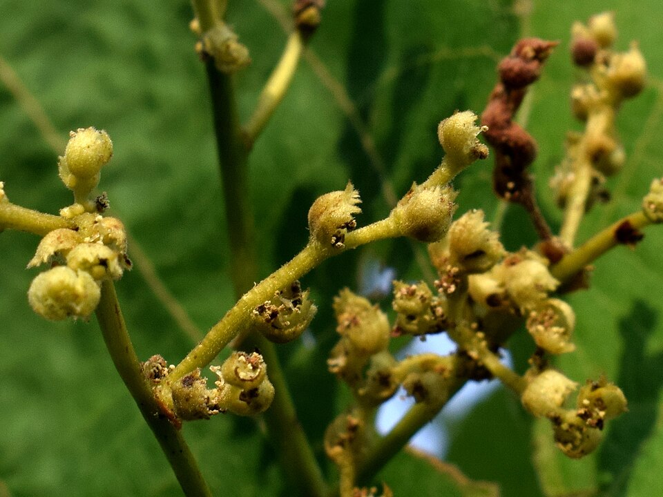 Macaranga tanarius (Elephant's Ear)