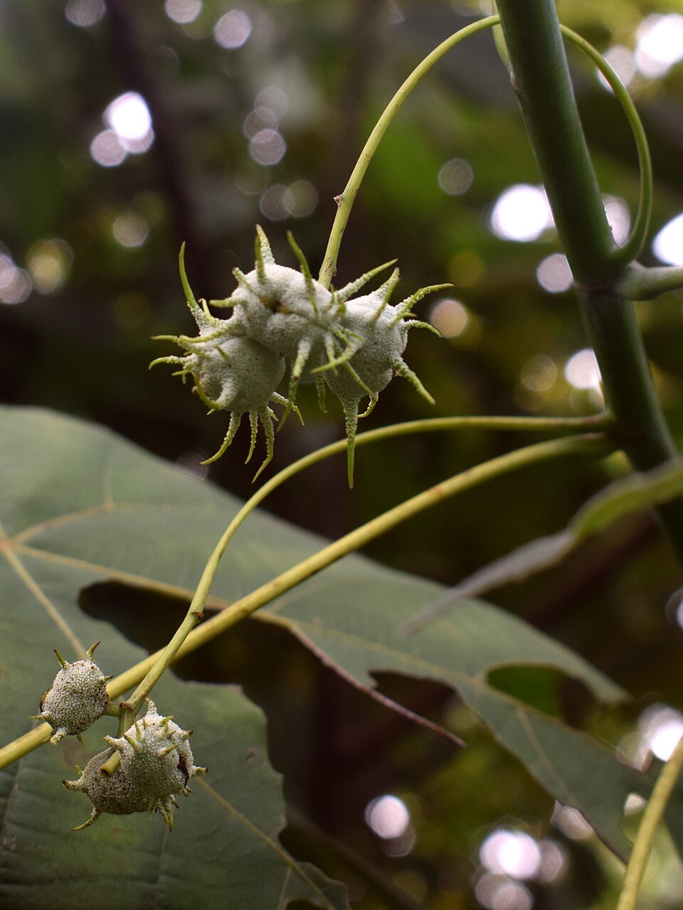 Macaranga tanarius (Elephant's Ear)