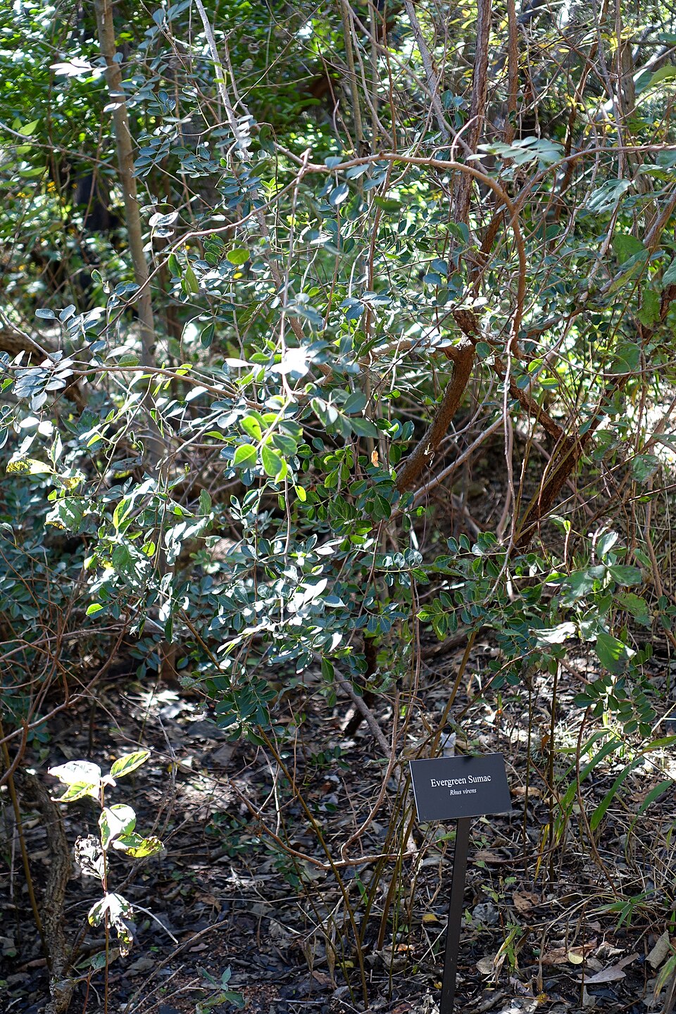 Rhus virens (evergreen sumac) (alternate view 7)