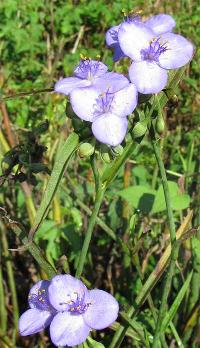 Tradescantia subaspera (Zigzag Spiderwort)