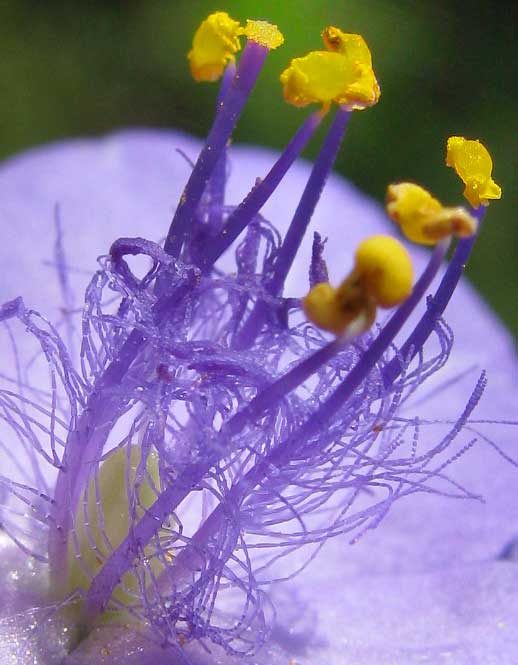 Tradescantia subaspera (Zigzag Spiderwort) (alternate view 2)