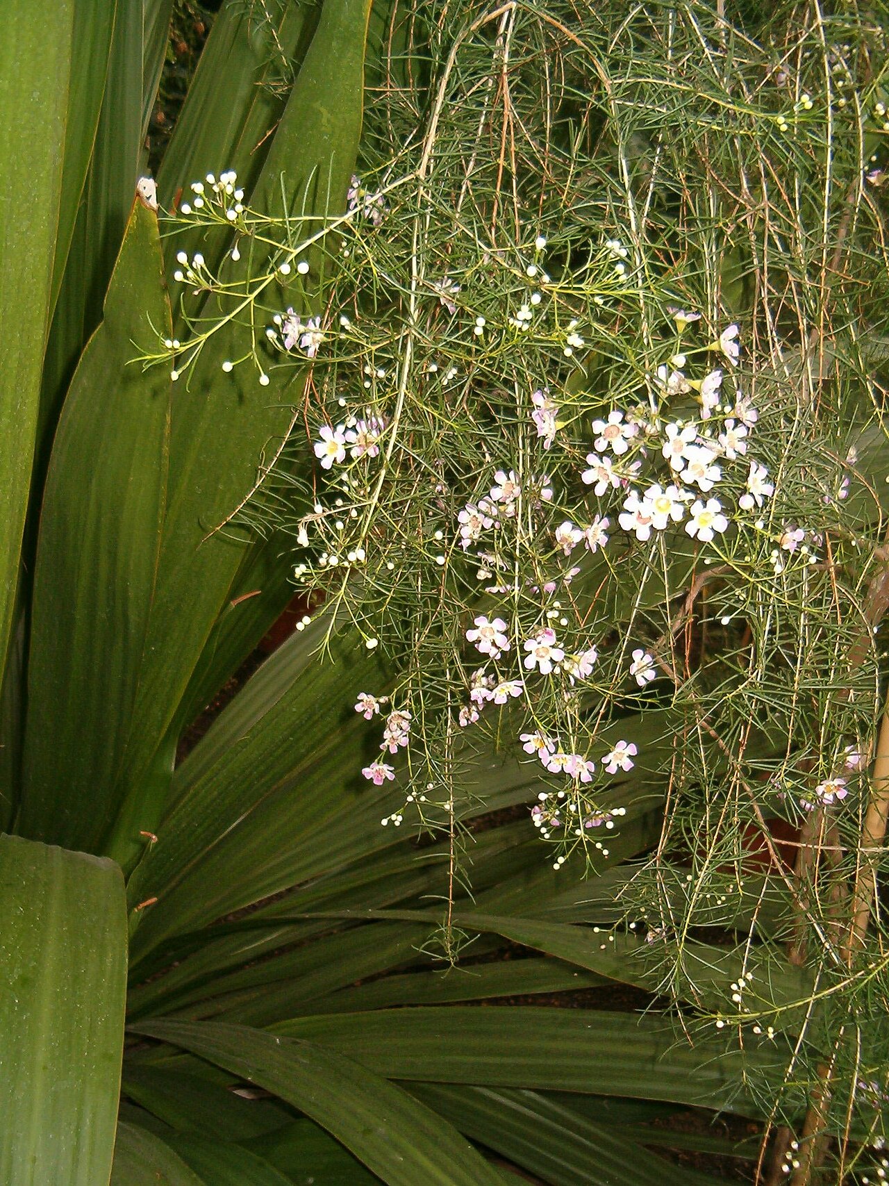 Chamelaucium uncinatum, Geraldton wax — upright evergreen (Myrtaceae) (image 5 of 10)